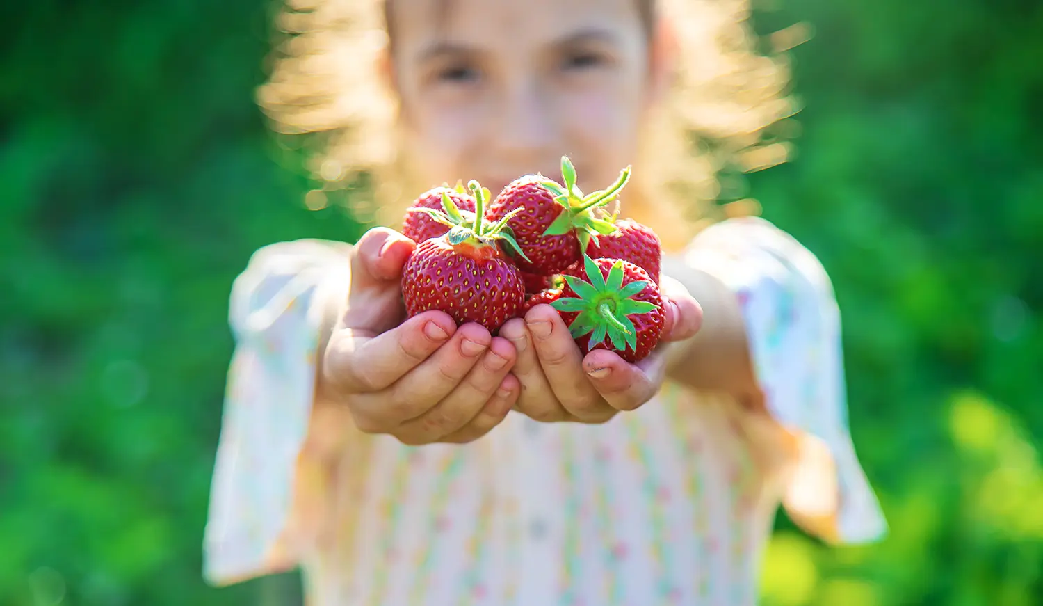 erbeeren_1