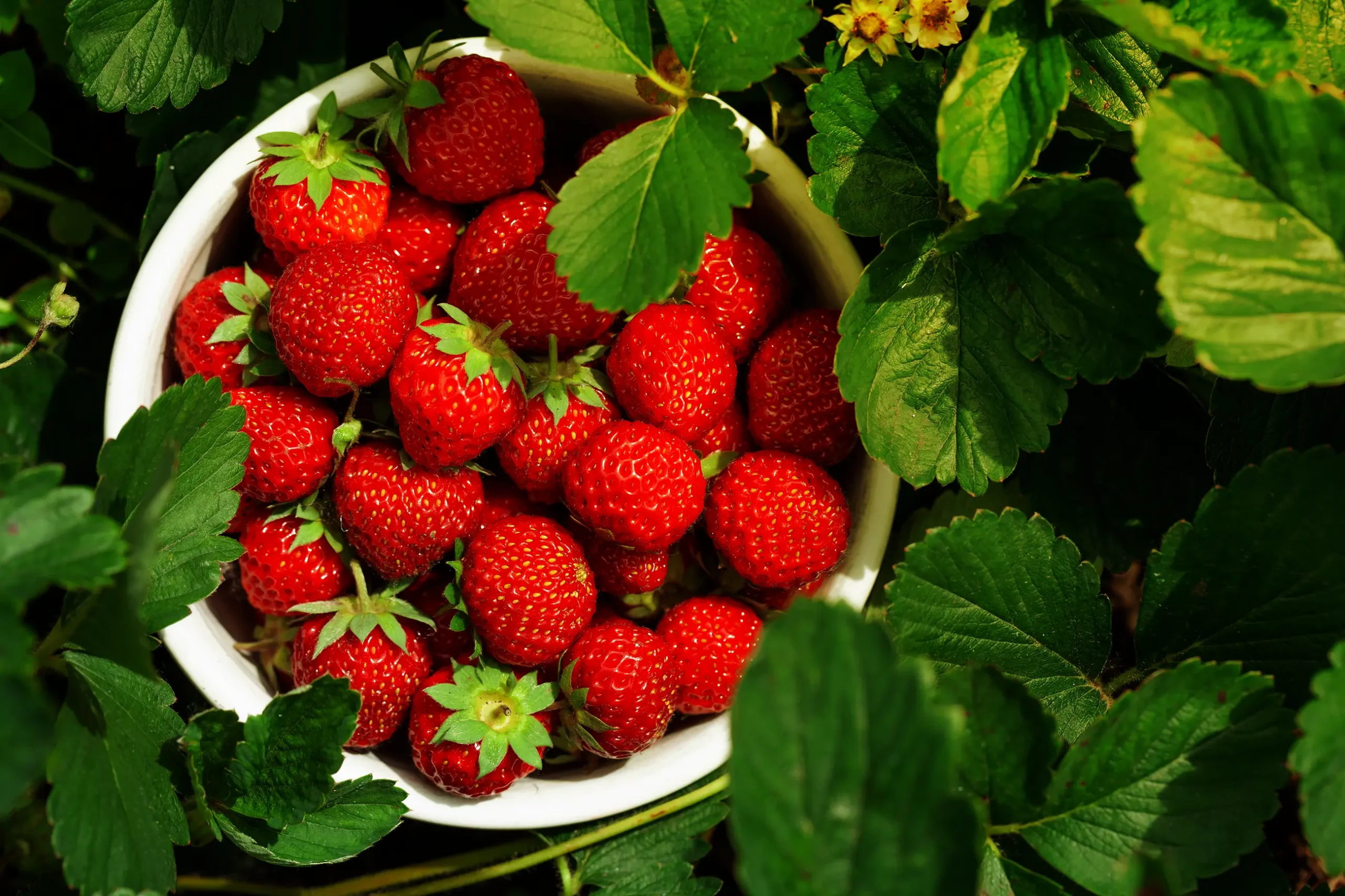 erdbeeren-levenig-001